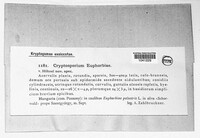 Cryptosporium euphorbiae image
